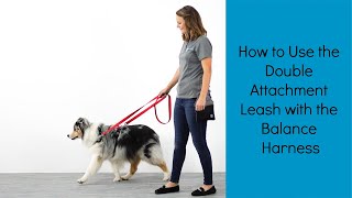 The Perfect Leash for Strong Pullers  How to use the Double Attachment Leash w the Balance Harness [upl. by Eimyaj]