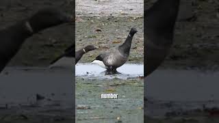 Top Rarest Birds in the World 2 bird animal [upl. by Ailehs]