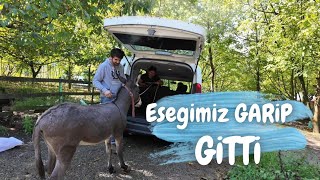 Eşeğimiz Garip Gitti  Ahır İşleri [upl. by Tayler824]