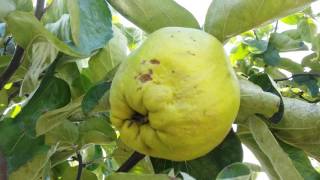 Quince fruit and tree [upl. by Millda]