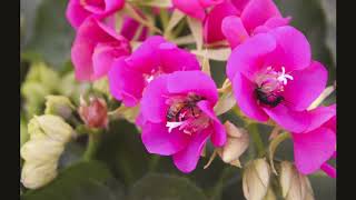 Dombeya Seminole Pollinators [upl. by Marice]