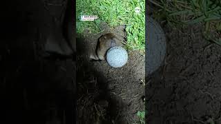 Gopher pushes golf ball out of hole in ‘reallife Caddyshack’ moment [upl. by Suqram]