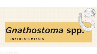 Gnathostoma spp [upl. by Tadich]