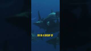 Basking Shark An Intimidating Creature of the Deep [upl. by Dunkin]