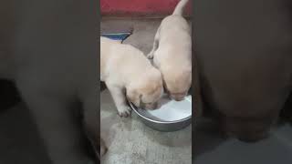 Milk piaa ja rha 😍😍🥰😂😂shortvideo doglovers viewsviralvideosubscribersgrow dogowner pets [upl. by Hasile665]