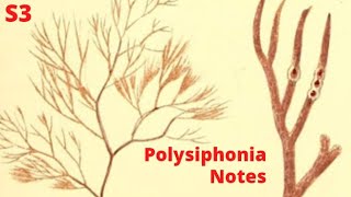 S3  Algae  Polysiphonia  Structure  life cycle  Reproduction Notes [upl. by Muraida]