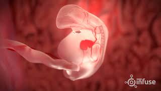 Fetal Development 3D Animation  Infuse Medical [upl. by Cristy]