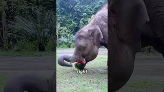 why elephants stomp on a watermelon before eating it animals nervous insteresting [upl. by Martainn]