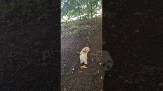 Puppy and Rustys daily walk Carr Mill Dam St Helens [upl. by Caplan390]