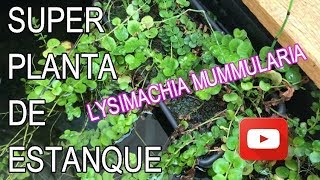 ❤️Lysimachia Mummularia planta de estanque cuidados básicos [upl. by Leelah]