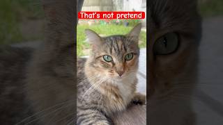 If you see this you’re my best friend that not pretend 😊 🐈 😆 cats meme comedy funny [upl. by Joselow420]