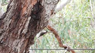 White Throated Tree Creeper [upl. by Ranger730]