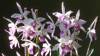 Cattleya Tutorial Bloom Care Light Watering amp Fertilizing Spring 2024 Edition [upl. by Netsirk731]