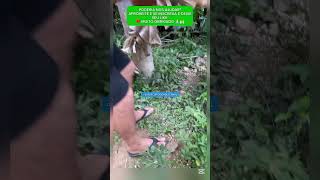 HOMEM SE DEPARA COM CACHORRO NA BEIRA DA ESTRADA PEDINDO SOCORRO cachorro dog adote resgate [upl. by Hgielram]