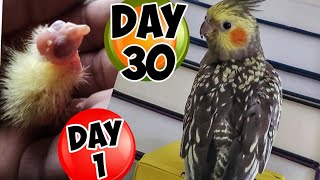 Pearl Cockatiel Baby Growth stages Day 1 to Day 30  Cockatiel Chick to Adult  Shabus Vlog [upl. by Unni]