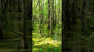 Palustrine Wetlands of South Carolina photography landscape nature wetlands swamp green [upl. by Ailed320]