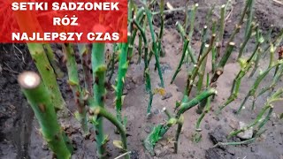 Jak zrobić sadzonki róż NAJŁATWIEJSZY SPOSÓB [upl. by Ikaz]