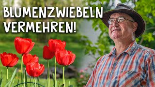 Blumenzwiebeln von Tulpen Narzissen amp Schneeglöckchen vermehren  Garten Tipp für Profis [upl. by Mckale]