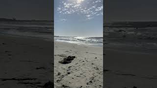 Asilomar state beach shorts [upl. by Einapets]