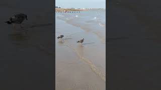 Seagull chicks paddling [upl. by Halvaard]