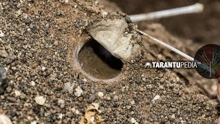 How a tarantula builds a trapdoor lid on its burrow [upl. by Ettennat]