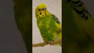 budgie talking to make his owner happy [upl. by Ahso]