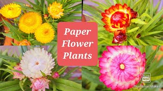 How to Grow and Care Helichrysum plant  Paper Flowers  Paper Flower Plant ki Dekhbhal kaise kare [upl. by Nitaj]