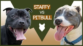 STAFFORDSHIRE BULL TERRIER VS PITBULL [upl. by Aneloj970]