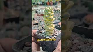 Monadenium ritchiei sspnymbayense variegated [upl. by Ednew]