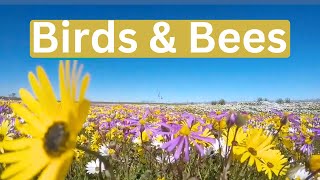 30 minutes Buzzing Bees amp Calming Bird Symphony in a Colourful Summer Meadow Flowers Nature Sounds [upl. by Maryn]