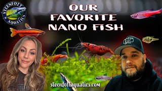 Freshwater Nano Fish Duel  Steenfottaquaticscom [upl. by Ehud]