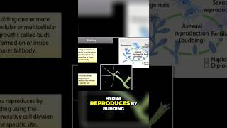 The Fascinating Process of Hydra Budding Explained biology ncertscience ncert ncertsolutions [upl. by Emixam]