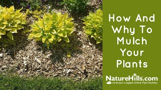 How and Why to Mulch Your Plants  NatureHillscom [upl. by Anawat]