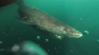 Mysterious Shark Lives Hundreds of Years Scientists Say [upl. by Linder29]