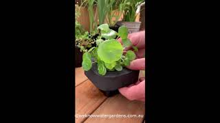 How to grow Shield Pennywort Hydrocotyle verticillata [upl. by Hereld554]