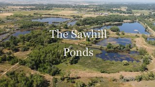 Fishing the Sawhill Ponds Boulder CO [upl. by Jaclin]