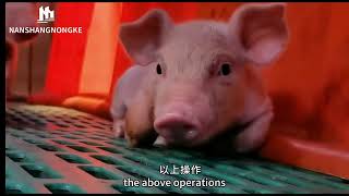 There are many details in delivering piglets these four tips are a mustread [upl. by Fidelity]