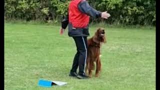 Neue Rally Obedience Schilder PO 22 Beginner und Klasse 1 [upl. by Htidirrem]