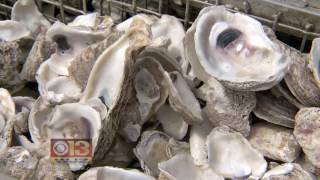 Scientists propose incredible uses for discarded oyster shells [upl. by Lail]