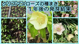 ❨クリスマスローズの種まき・1年後の発芽結果❩ [upl. by Patrice]