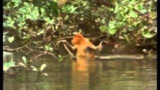 Proboscis Monkey Swimming [upl. by Ytsud]