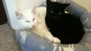 Cute Norwegian Forest cat and Bombay cat snuggletime [upl. by Alimak]