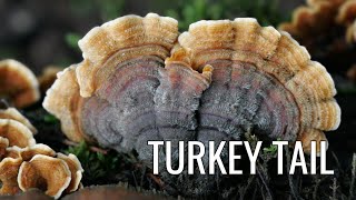 Identify Turkey Tail Mushroom in 7 steps Here’s How [upl. by Nylyak]