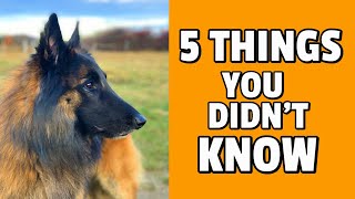 5 Things You Didnt Know about the Belgian Shepherd Dog [upl. by Nav]