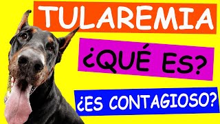 ¿Qué es TULAREMIA y cómo afecta a los PERROS [upl. by Ylram]