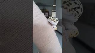 reptil shortvideo shorts gecko leopardgecko [upl. by Tristram]