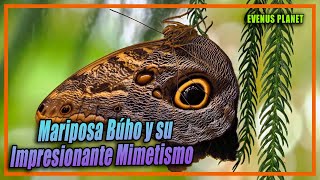 Mariposa Búho y su Impresionante Mimetismo Caligo memnon [upl. by Dickie]