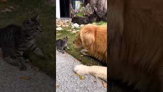 Labrador Adult Dog Helps A Kitten And Gives Love And Plays With It [upl. by Ahsel]