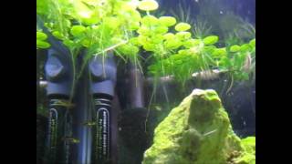 15 gallon Planted Tank  Dwarf Gourami Galaxy Rasboras Hengeli Rasboras [upl. by Raoul760]