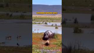 Hyena vs Hippo The Ultimate Survival Showdown [upl. by Elsi665]